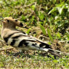 Tawfiqul