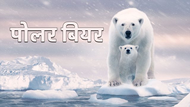 Polar Bear / पोलर बियर (2022) [Hindi Dubbed]