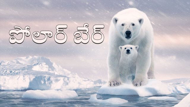 Polar Bear / పోలార్ బేర్ (2022) [Telugu Dubbed]