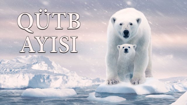 Polar Bear / Qütb Ayısı (2022) [Azerbaijani Dubbed]